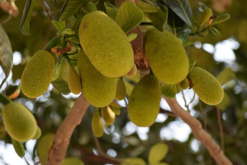 Top Sources of Glucose You Probably Didn’t Know Existed
